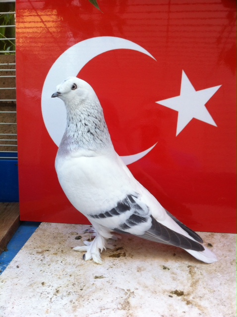tumblers pigeon Sale, Turkish  Tumbler Pigeons  For Fancy Pigeons Magic