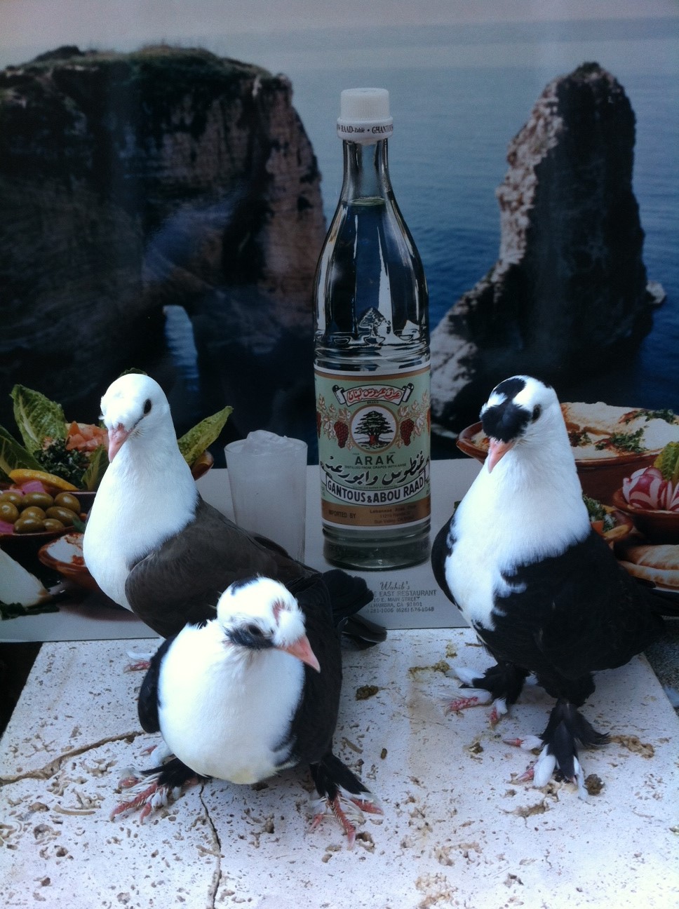 sale tumblers pigeons for Tumbler  Pigeons Magic Fancy For  Pigeons Sale, Turkish