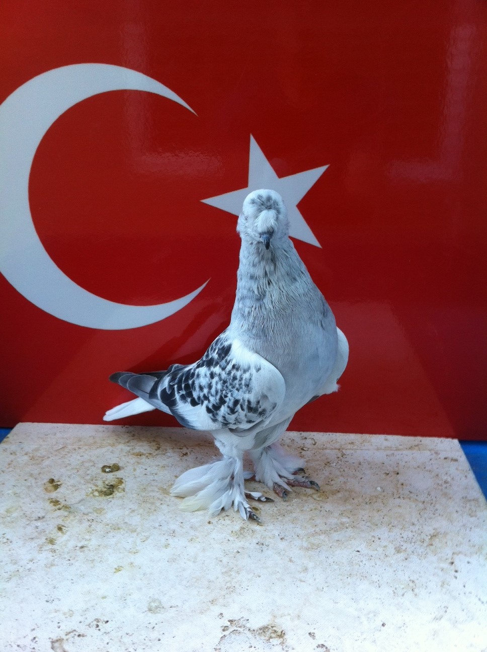 for pigeons tumblers sale Tumbler Sale, Magic Pigeons For Fancy Pigeons  Turkish
