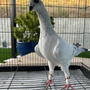 DamasceneNaghel1