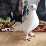 white-female