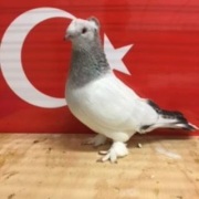 double-crested