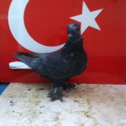 majed16
