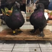 pair-of-black2