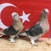 pair-of-murkafa