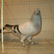 DIGITAL CAMERA