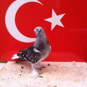 turk10