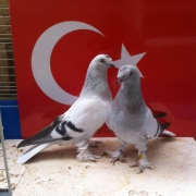 turk4