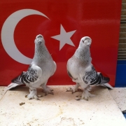turk5