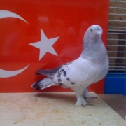 turkishtumbler