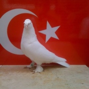 turkishtumbler14