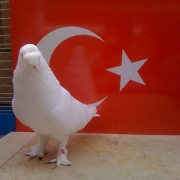 turkishtumbler17