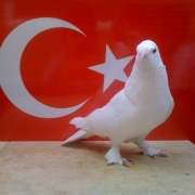 turkishtumbler18