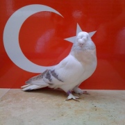 turkishtumbler20