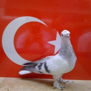 turkishtumbler23