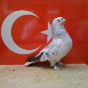 turkishtumbler26