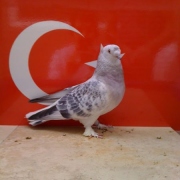 turkishtumbler28