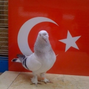 turkishtumbler3
