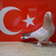turkishtumbler32