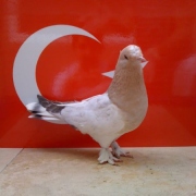 turkishtumbler33
