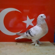 turkishtumbler34