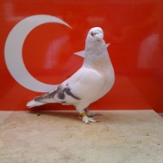 turkishtumbler35
