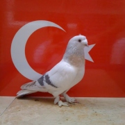turkishtumbler36