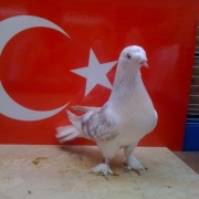 turkishtumbler4