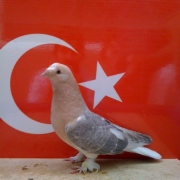 turkishtumbler41