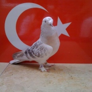 turkishtumbler47