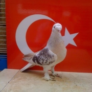 turkishtumbler5