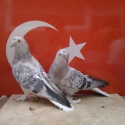 turkishtumbler50