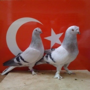 turkishtumbler52