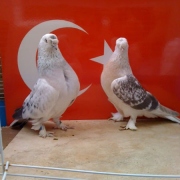 turkishtumbler56