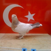 turkishtumbler7