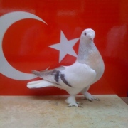 turkishtumbler9